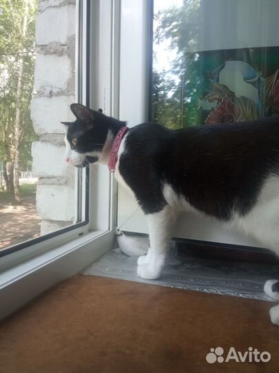 Отдаю в хорошие руки