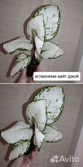 Комнатные растения разные