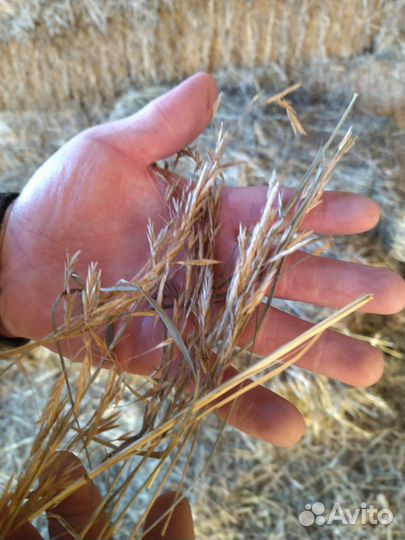 Сено в тюках