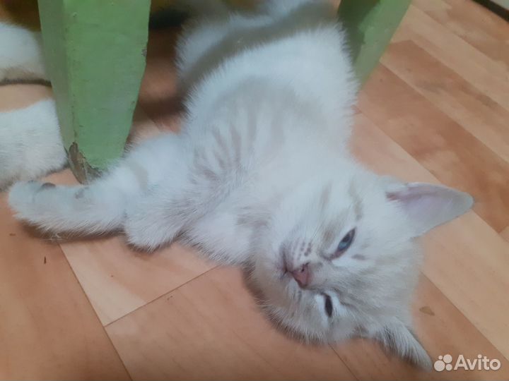 Котёнок