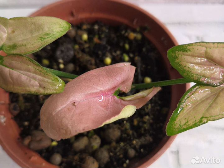 Сингониумы Регина Ред и Т - 25