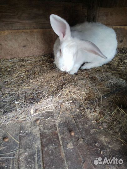 Продаю крольчиху породы Белый Панон
