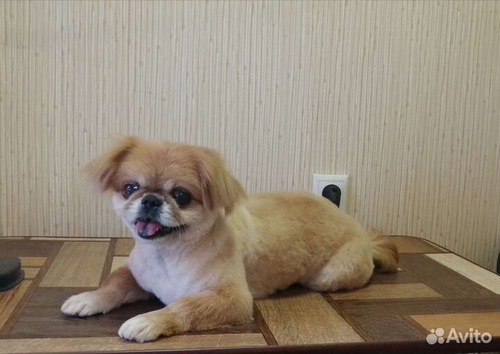 Стрижка собак и кошек