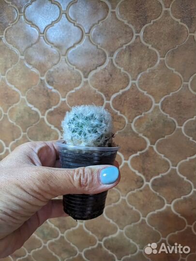 Кактус мамилярия