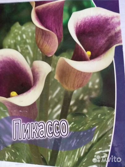 Каллы луковицы 