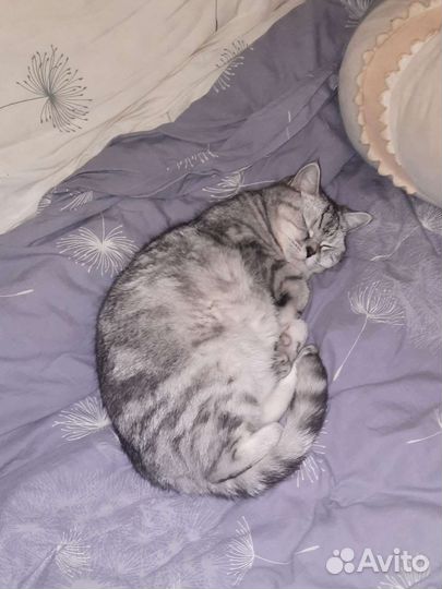 Британская кошка