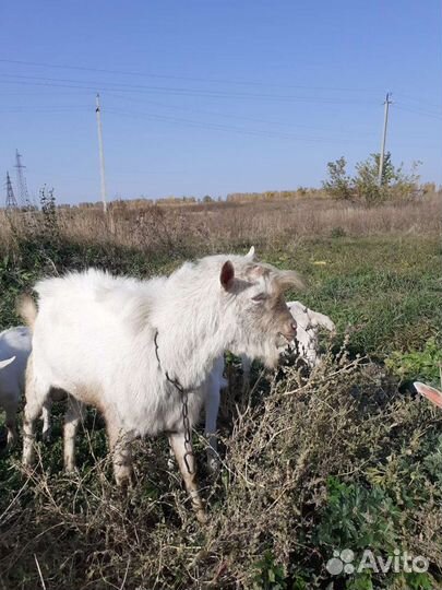 Козел зааненский