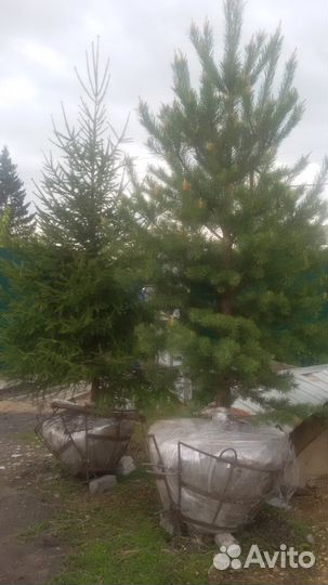 Саженцы Ели
