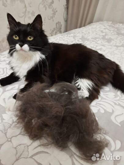 Грумер стрижка собак с выездом на дом