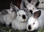Калифорнийские кролики(Чистокровные, на племя)
