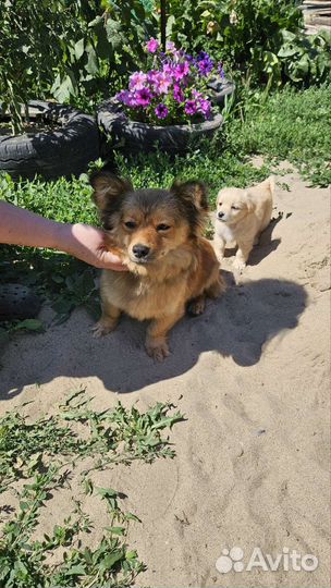 Щенки (будут размером с пикинеса)