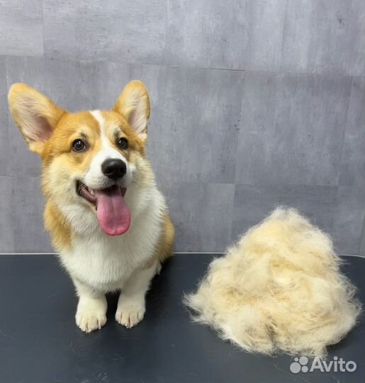 Стрижка собак, Экспресс-линька, Чистка зубов