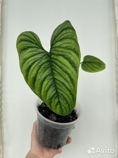 Philodendron furcatum