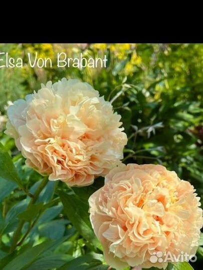 Пион эльза вон брабант