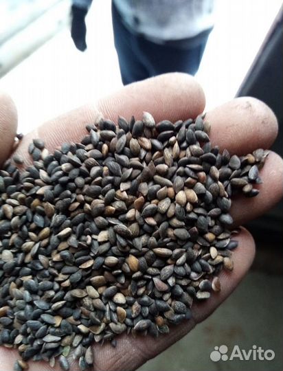 Доставка семян ели