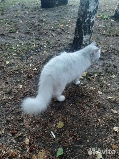 Красивая белая кошка с разными глазами