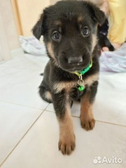 Щенки немецкой овчарки - девочки