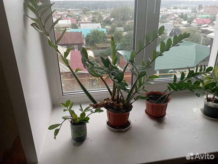 Замиокулькас