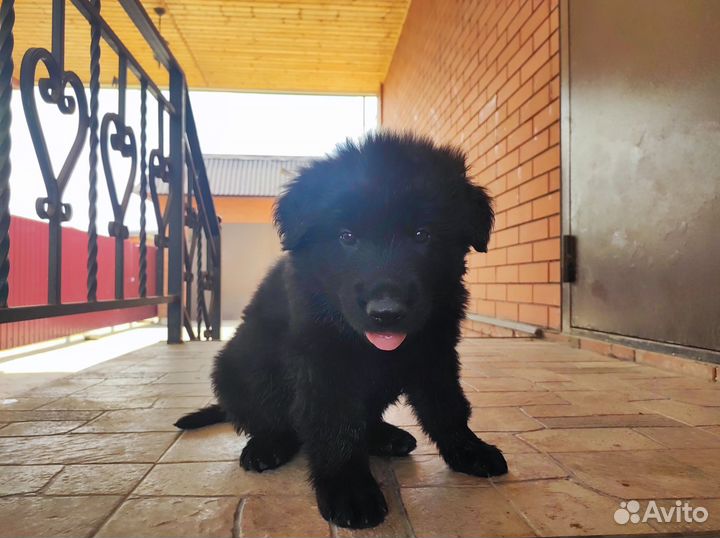 Щенки немецкой овчарки