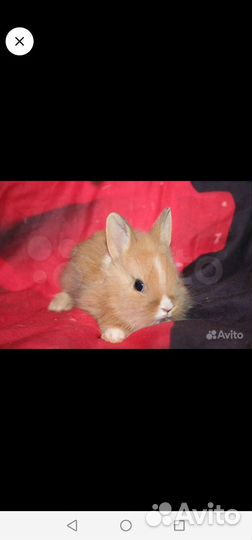 Карликовые крольчата - мини