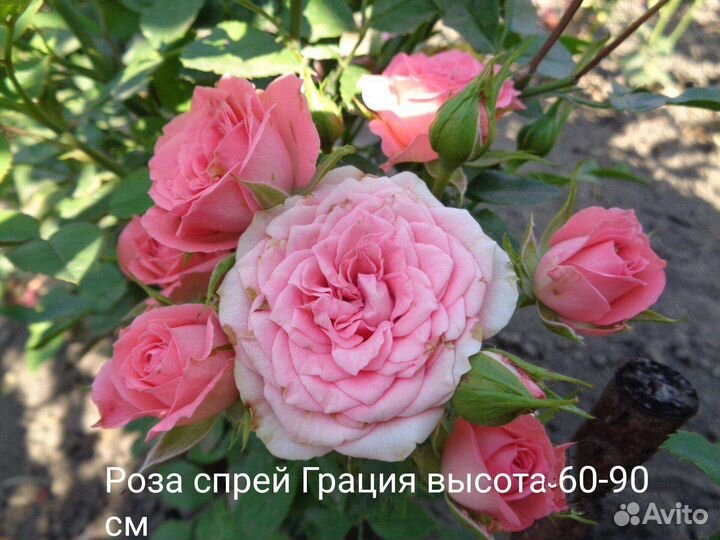 Саженцы роз