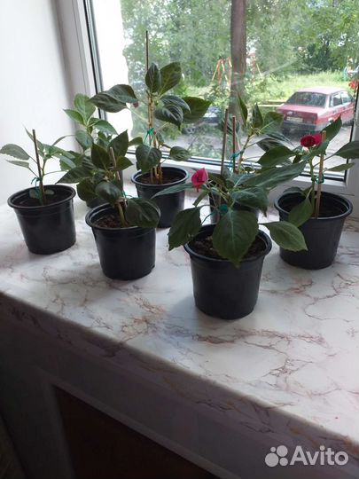 Бальзамин махровый