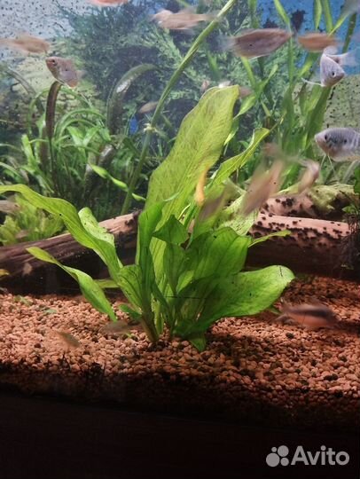 Эхинодорус оцелот. Растения для аквариума. Рыбки