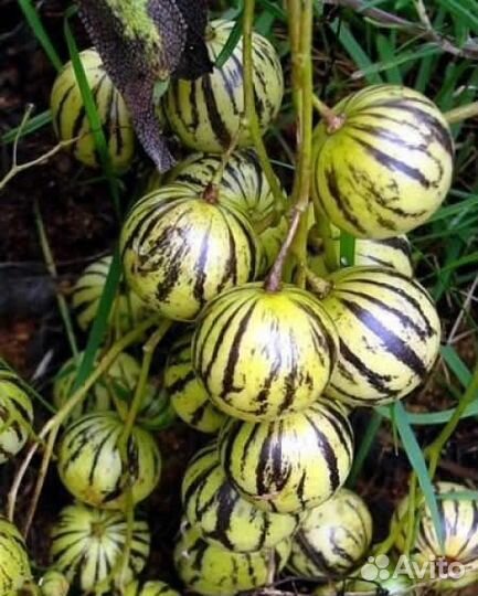 Арбузный огурец, cucamelon, семена