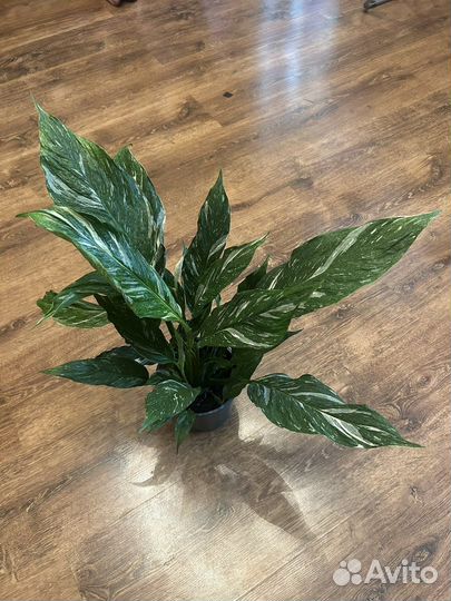 Спатифиллум дамойнд