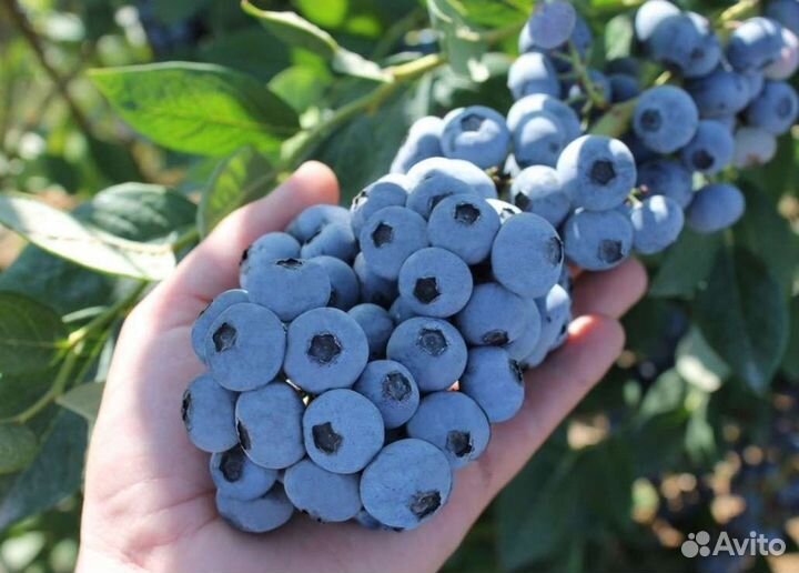 Голубика Саженцы