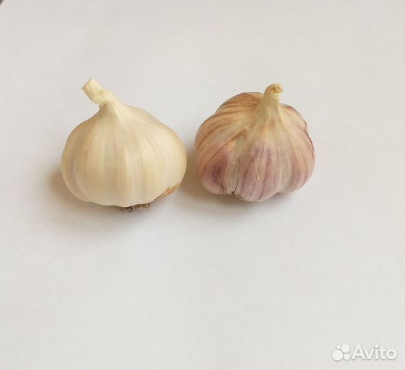 Чеснок домашний