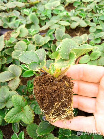 Рассада земляники, клубники - ремы и простые