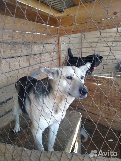 Собака в добрые руки