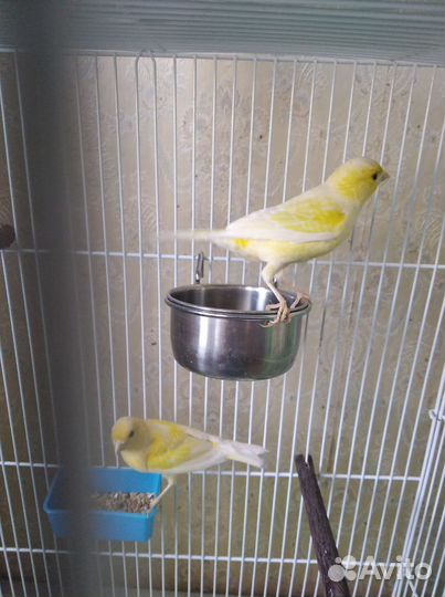 Кенара и канарейки