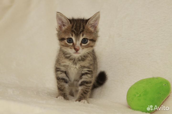 Котёнок девочка в добрые руки бесплатно