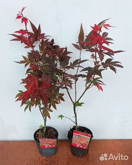 Японский клен