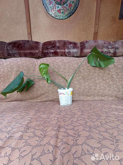 Хойя карноза. Монстера