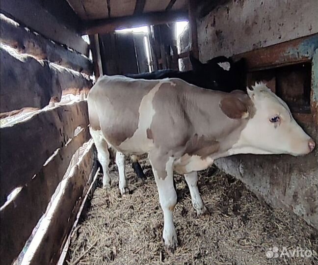Продам быка, телят, коров