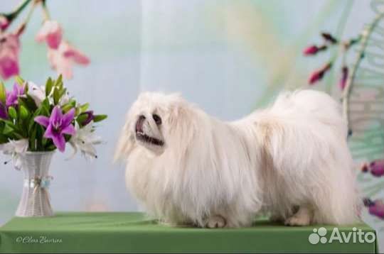 Пикинесы вязка