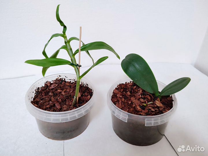 Дендробиум и Фаленопсис