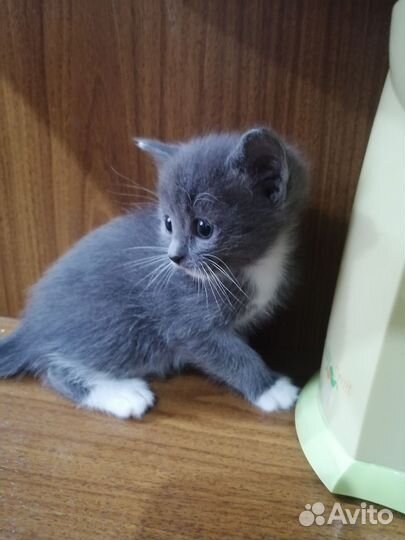 Котят отдам бесплатно