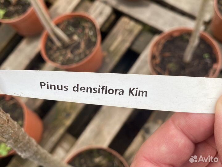 Сосны на штамбе