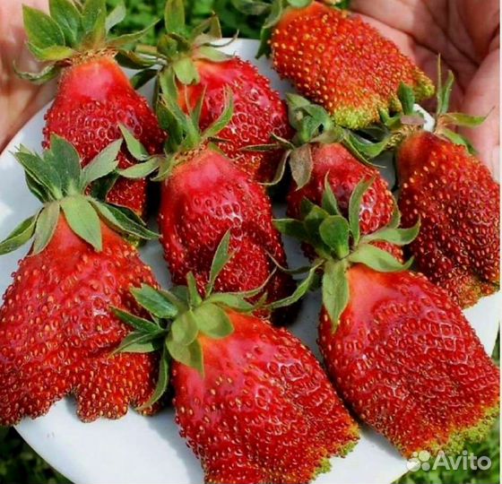 Рассада клубники