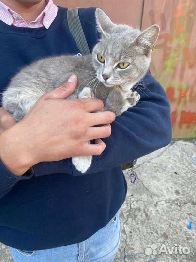 Кошку бросил хозяин