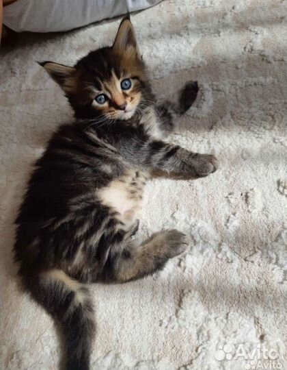 Котята Мейн-кун(Бронь)