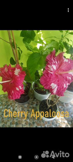 Гибискус флоридский Cherry Appaloosa