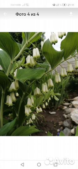 Цветы для сада и дома