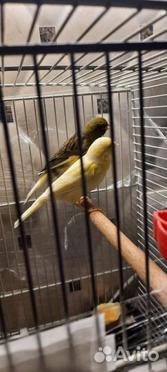 Кенарь поющий