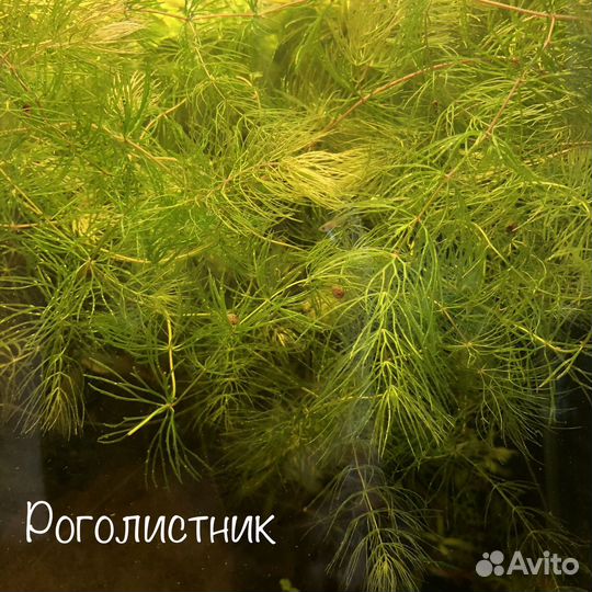 Рыбки Гуппи и аквариумные растения