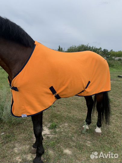 Конная амуниция